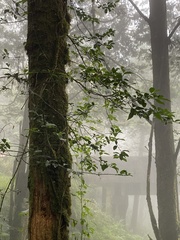 Stachyurus himalaicus