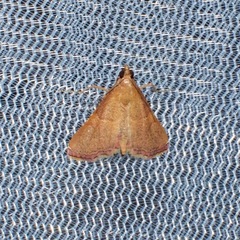 Endotricha pyrosalis