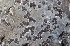 Acarospora
