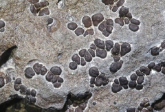 Acarospora