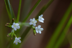 Three-parted glory flower (Triplostegia)