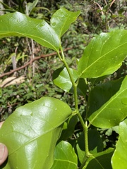 Pennantia cunninghamii