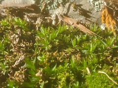 Atrichum undulatum