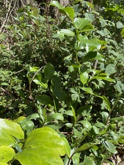 Pennantia cunninghamii