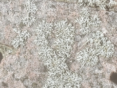 Physcia