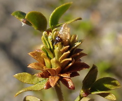 Asphondylia rosetta