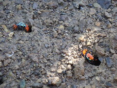 Paraleptuca crassipes