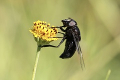 Copestylum violaceum