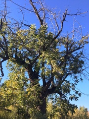 Juglans major