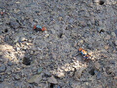 Paraleptuca crassipes