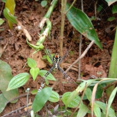 Argiope versicolor