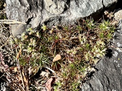 Paronychia argyrocoma