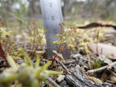 Hydrocotyle callicarpa
