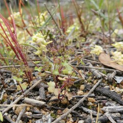 Hydrocotyle callicarpa