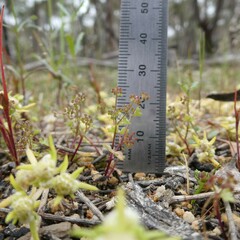Hydrocotyle callicarpa