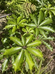 Schefflera digitata