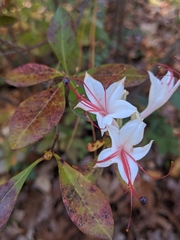 Rhododendron viscosum