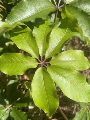 Schefflera digitata