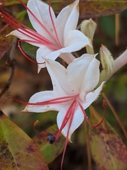Rhododendron viscosum