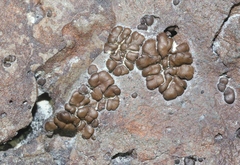 Acarospora elevata