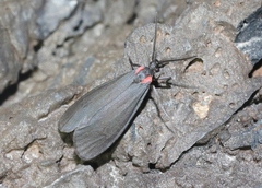 Lycomorpha splendens