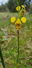 Diuris sulphurea