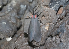 Lycomorpha splendens