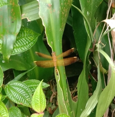 Neurothemis terminata