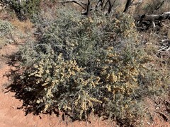 Atriplex canescens