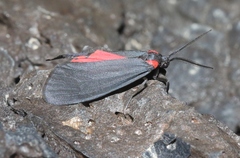 Lycomorpha splendens