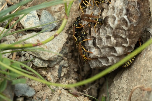 Subspecies Polistes biglumis bimaculatus · iNaturalist