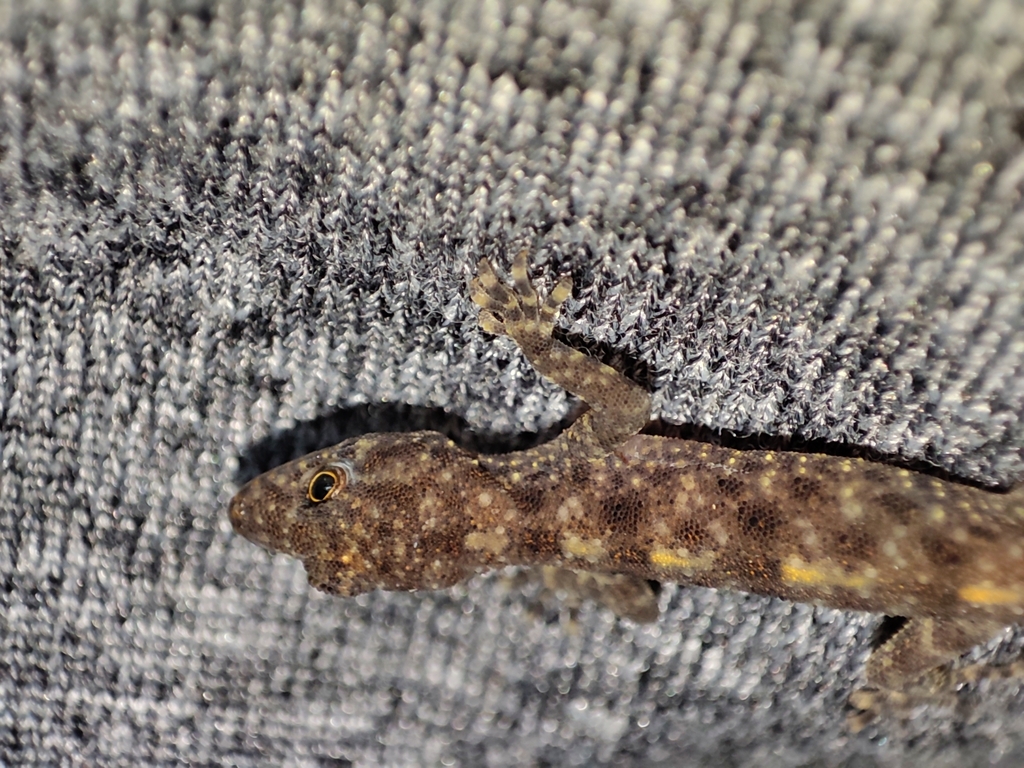 Kalakad Dwarf Gecko