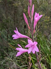 Watsonia borbonica
