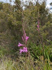 Watsonia borbonica