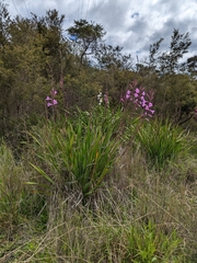 Watsonia borbonica