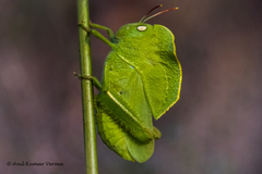Teratodes monticollis