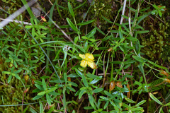 Hypericum nagasawae
