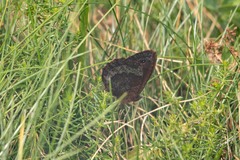 Erebia pronoe