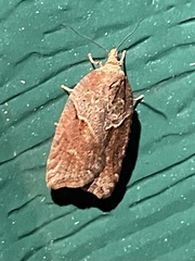 Acleris maccana