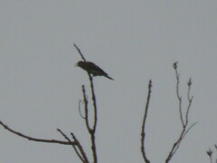 Colaptes auratus