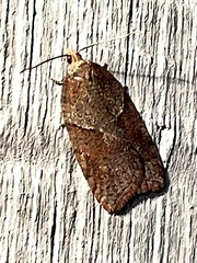 Acleris maccana
