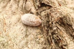 Coelostomidia