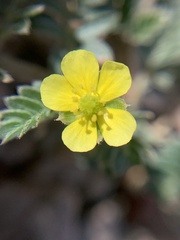 Tribulus