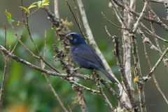 Cyanoloxia brissonii