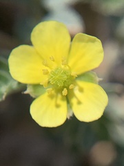 Tribulus