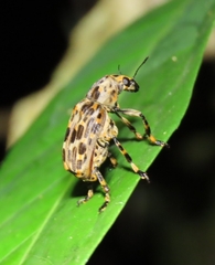 Anthribinae