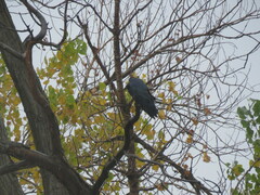 Corvus brachyrhynchos