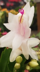 Schlumbergera