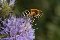 Eristalis jugorum