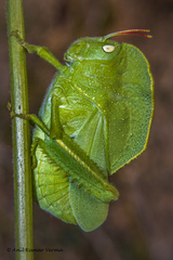 Teratodes monticollis
